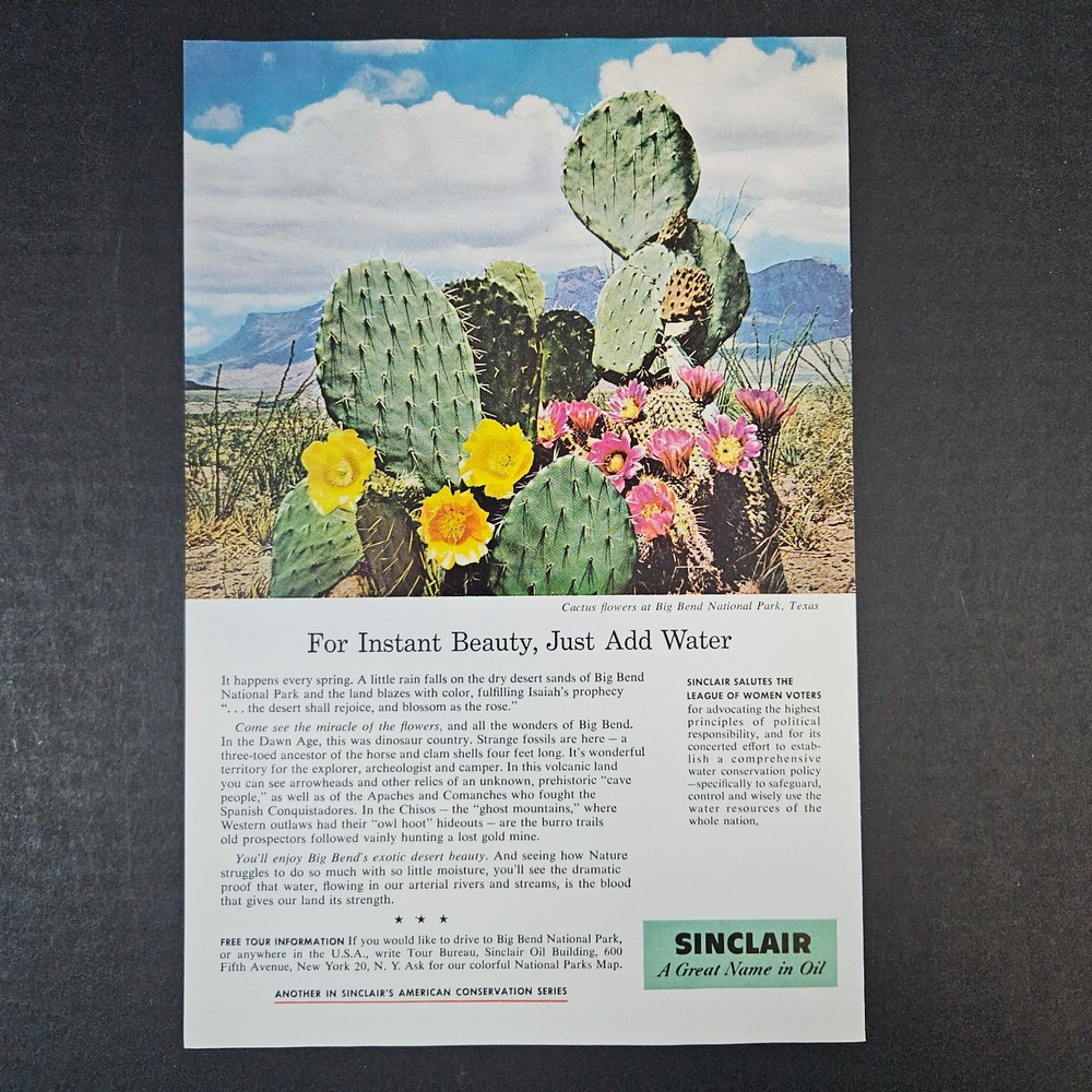 1959 Sinclair Oil Vintage Print‎ Ad Cactus Flowers Big Bend National Park Texas